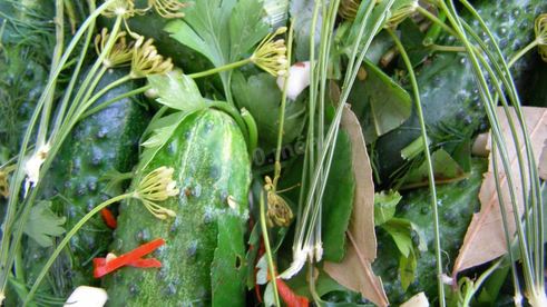 малосольные огурцы быстрой засолки