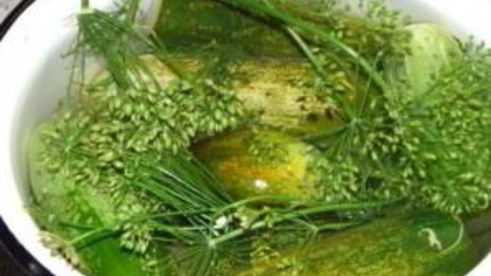 малосольные огурцы