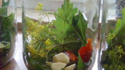 соленые огурцы на зиму