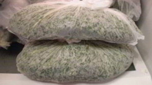 укроп на зиму