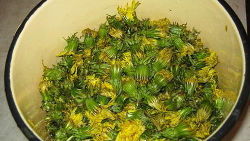 варенье из одуванчиков