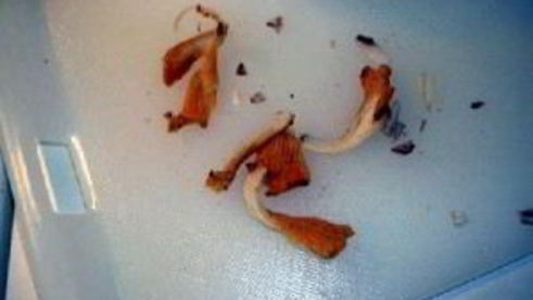 сэндвич с грибами