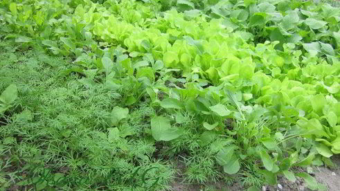 тарт творожный с зеленью